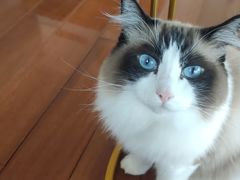 -Catmate·猫肥家润(金润铂宫店)