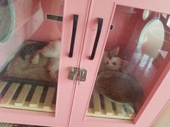 -瑞鹏宠物医院·宠保定点·心脏科·内科(御桥分院)