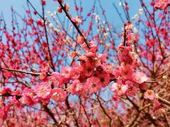 -桃花岭景区
