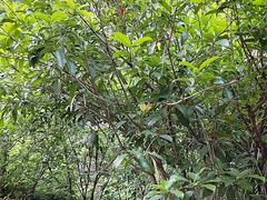 -野蔓果·山野菜(西湖景区·龙井茶田店)