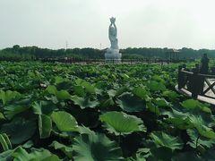 -荷塘月色湿地公园·向阳花洲
