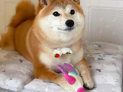 -乐宠宠物店(世纪金源店)