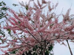 -深圳湾公园(南山区)