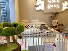 -南京宠物基地·宠物狗宠物猫售卖(南京店)