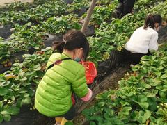 -胜丰草莓采摘园