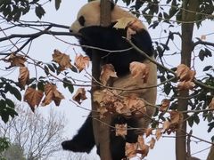 -都江堰中华大熊猫苑