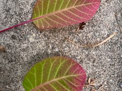 -玉林烤鸭店(小西天店)