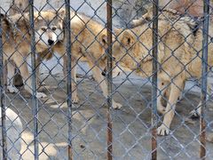 -大连森林动物园