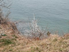 景点-棒棰岛宾馆景区