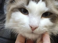 -宠爱国际动物医院· 猫科· 外科·中兽医(长白店)