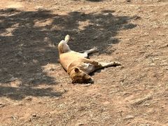 -西霞口神雕山野生动物世界
