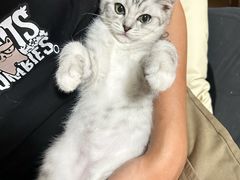 -顺强宠物诊所·狂犬免疫·夜诊·骨科(嘉定店)