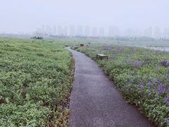 -洋湖国家湿地公园