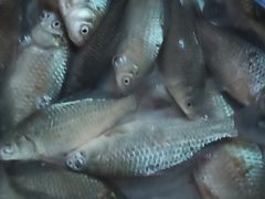 -怀来官厅水库