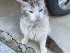 -纳吉亚猫专科动物诊疗中心(蒋宅口分院)