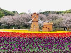 -苏州上方山国家森林公园