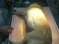 -瑞派福兴宠物医院犬猫全科·骨科·中西医结合(河东店)