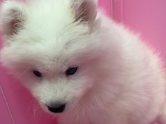 -翊宠yipet猫狗购宠庄园犬舍•猫舍