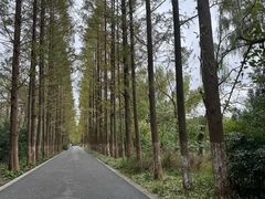 -昆山城市生态森林公园