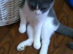 -李小姐の猫咖啡馆(五角场店)