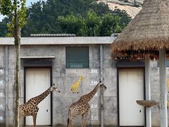 -西霞口神雕山野生动物世界