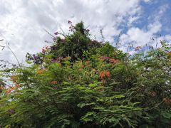 -野象谷景区