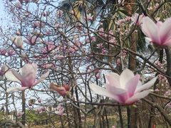 -东莞植物园