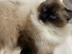 -糯米喵星人·撸猫猫舍咖啡馆(西市场嘉华店)