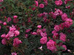 -人民公园(罗湖区)