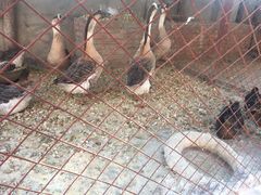 -鱼窝棚柴火铁锅炖(富山屯店)