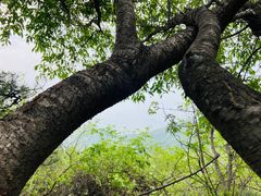 -香山公园