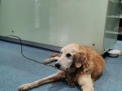 -顺强宠物诊所·狂犬免疫·夜诊·骨科(嘉定店)