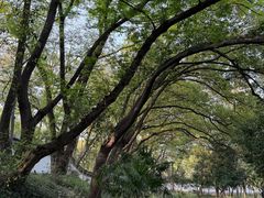 -上海佘山国家森林公园天马山园