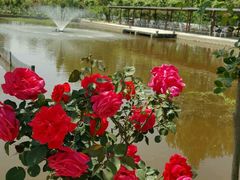 -同銮特种养殖场·龙虾垂钓