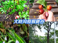 -大岭沟猕猴桃谷风景区