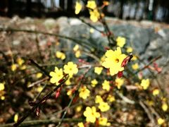 -阳台山自然风景区