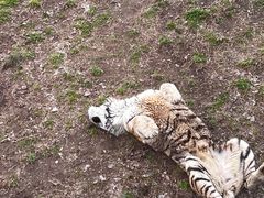 -西安秦岭野生动物园