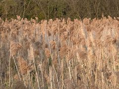 -贵阳市花溪国家城市湿地公园