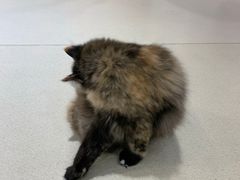 -藏猫猫咖啡主题馆(中央大道店)