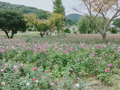 -龙寺生态园