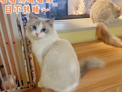 -Meowの猫咖(万家丽店)