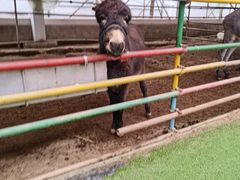 -南宫五洲植物乐园