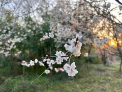 -杭州植物园