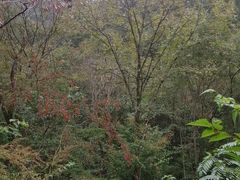 -牛背梁国家森林公园