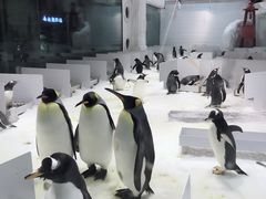-大连圣亚海洋世界