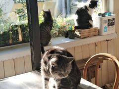 -海边的猫和咖啡馆