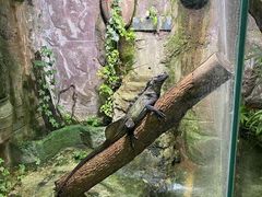 -上海大自然野生昆虫馆(东方明珠·爬宠昆虫探索中心)