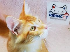 -十年猫舍·猫咪专门店(普陀店)
