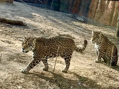 -北京野生动物园