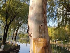 -后襄河公园